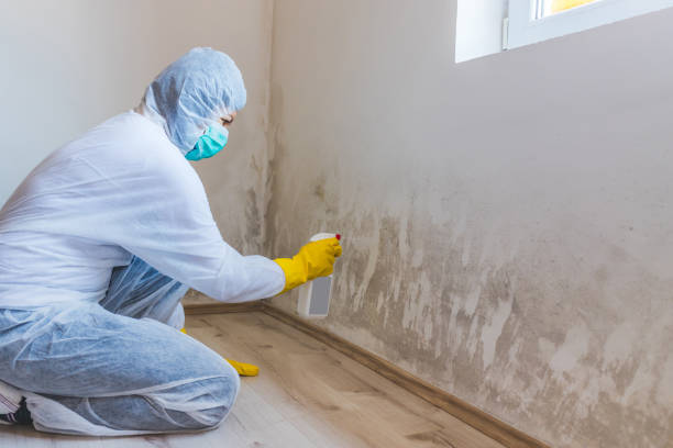 Licensed Commercial Mold Remediation service in Hallettsville, TX - 24 Hour Mold Removal