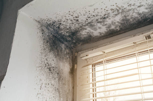 Affordable Commercial Mold Remediation solutions in Hallettsville, TX
